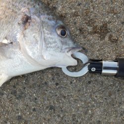 やっと釣れた‼前は⁇A long time ago‼